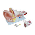 Modelo de ouvido anatômico humano médico